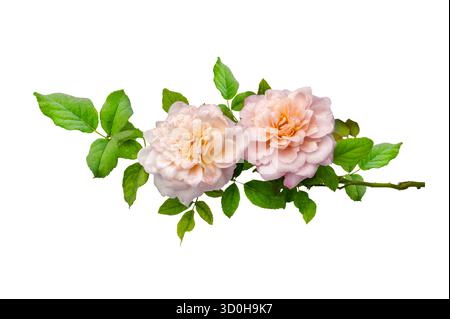 Bouquet of Roses Isolate. Pink and white rose flowers with leaves in floral arrangement isolated on white background. Flat lay. Top view. Stock Photo