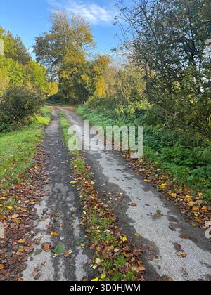 Autumn view with sunlight on trees and narrow rural lane with fallen leaves, Somerset, England Stock Photo