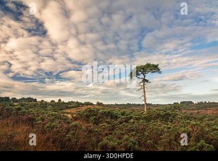 A lone scots pine stands in the heath land on the outskirts of 500 acre wood Ashdown forest on the high weald east Sussex, south east England UK Stock Photo