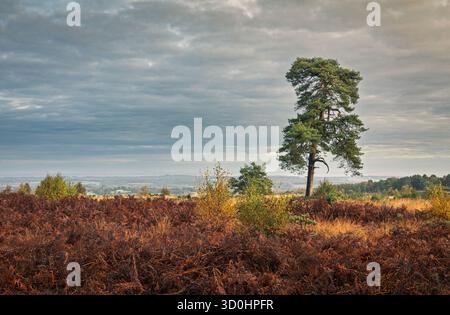 A lone scots pine stands in the heath land on the outskirts of 500 acre wood Ashdown forest on the high weald east Sussex, south east England UK Stock Photo