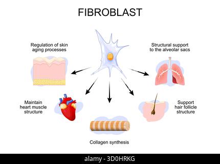 Connective tissue. Structure and anatomy. Extracellular matrix, Elastic ...