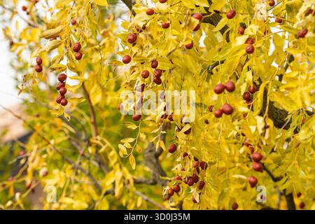 Close-up image of a jujube tree (Ziziphus jujuba) in autumn with golden-yellow leaves and clusters of ripe reddish-brown jujube fruits Stock Photo