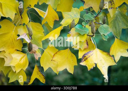 Liriodendron tulipifera, Tulip tree in autumn foliage Stock Photo