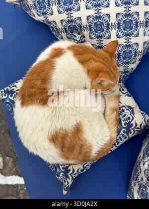One of the many cats in Mykonos town - Mykonos Island, Cyclades Islands, Greece Stock Photo