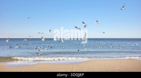 Photo of a calm sea with seagulls flying. Stock Photo