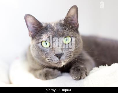 A Dilute Tortoiseshell shorthair cat with green eyes lying down on a soft blanket Stock Photo