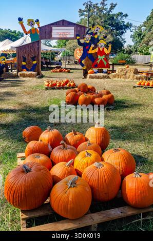 Pumpkins are lined up for sale on wooden pallets at a Halloween pumpkin patch, Oct. 25, 2024, in Mobile, Alabama. Stock Photo