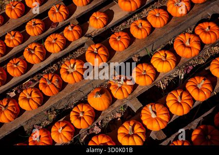 Miniature pumpkins are lined up for sale on a wooden pallet, Oct. 25, 2024, in Mobile, Alabama. Stock Photo
