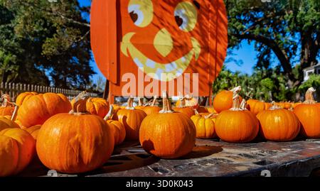 Small pumpkins are lined up for sale on wooden pallets, Oct. 25, 2024, in Mobile, Alabama. Stock Photo