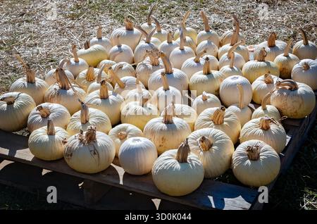 White pumpkins are lined up for sale, Oct. 25, 2024, in Mobile, Alabama. White pumpkins are also called albino pumpkins or ghost pumpkins. Stock Photo