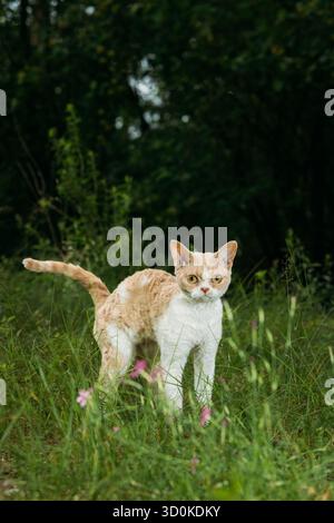 Regal Cat Standing Proudly Amongst Verdant Greenery Devon Rex Stock Photo