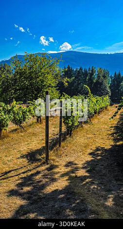 Vineyard Rows Beneath Summer Sky Stock Photo