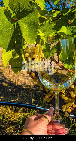 Vineyard Rows Beneath Summer Sky Stock Photo