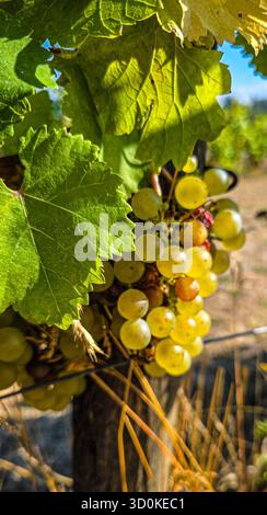 Vineyard Rows Beneath Summer Sky Stock Photo