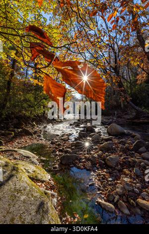 Beautiful autumn morning on the Davidson River - Pisgah National Forest, near Brevard, North Carolina, United States Stock Photo