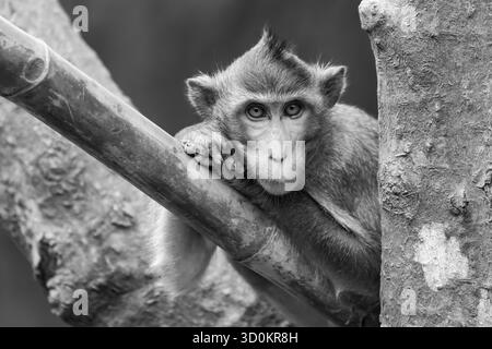 A long-tailed macaque with brown fur and a pinkish face leans on a bamboo pole in the trunk of a tree. Its head is resting on both its front paws, and Stock Photo