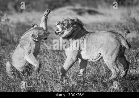 A lioness is about to slap a male lion with its paw after mating. They both have golden coats and are standing on a patch of burnt grass in the warm e Stock Photo