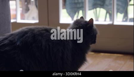 Standing grey longhaired cat peering through glass door inside home showing patio chairs and floor Stock Photo