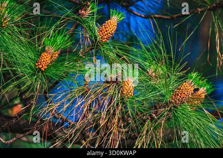 Young pine cones emerge among vibrant green needles, their orange-brown hues contrasting against the deep branches and clear blue sky Stock Photo