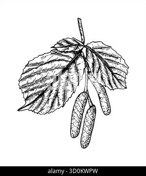 Male close catkins on hazelnut tree with spring leaves growth black white vector illustration. Hazel branch blossom etching drawing. Tree twig outline Stock Vector