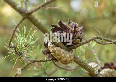 Banks' pine (Pinus banksiana), Tharandt Forest Park, Tharandt, Saxony, Germany Stock Photo