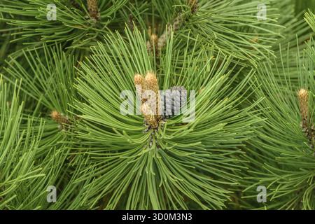 Snakeskin pine (Pinus heldreichii 'Malinki'), Rhodo 2014, Westerstede, Lower Saxony, Germany Stock Photo