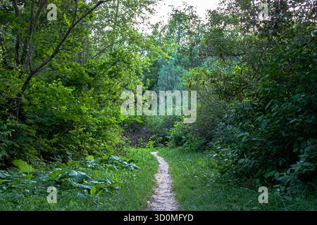 Empty peaceful forest path through lush greenery. Beautiful green trees and a well-trodden path. Explore a tranquil forest path lined with lush greene Stock Photo