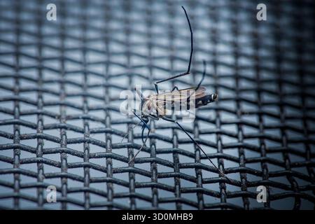 Mosquito clinging to black wire mesh screen in close-up, highlighting insect trapped at barrier and illustrating household pest control, protection an Stock Photo
