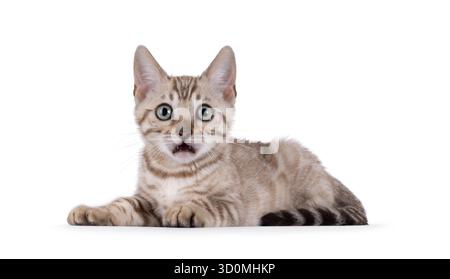 Bengal cat kitten laying down side ways, with mouth open and big eyes. Looking towards camera with a shocked expression. Isolated on a white backgroun Stock Photo