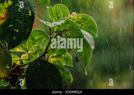Tropical Rain Falling on Green Leaves in Rainforest La Fortuna Stock Photo