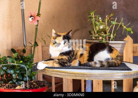Domestic Cat Resting on a Table in Riez, France Stock Photo