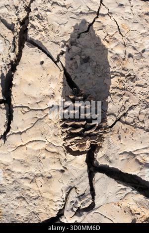 Pine cone casting shadow on cracked dry earth in daylight Stock Photo