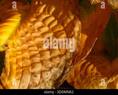Abstract Close-up of Wrinkled Autumn Leaf Texture Stock Photo