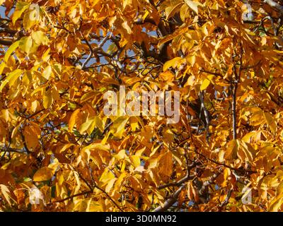 Dense Golden Autumn Tree Foliage Texture Background Stock Photo