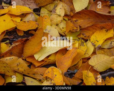 Rich Pile of Golden and Brown Autumn Leaves Stock Photo