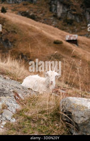 Goat lying in the grass on an alpine meadow near the Aletsch Glacier in Switzerland Stock Photo