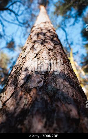 View from below up a pine tree. A sunny, clear day highlights the trunk and textured bark of the tall pine. Close-up. Stock Photo
