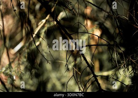 Close-up of conifer tree branches. Blurred background with bokeh effect highlights the sharp details of the needles in the foreground. Stock Photo