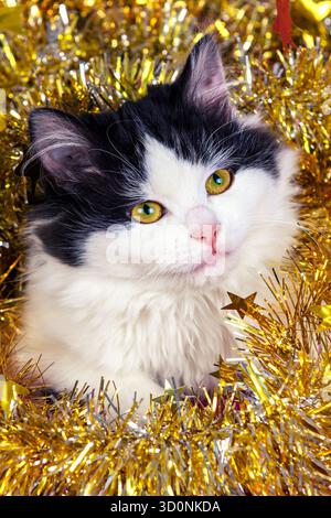 Funny little kitten wrapped in Christmas glitter garland Stock Photo
