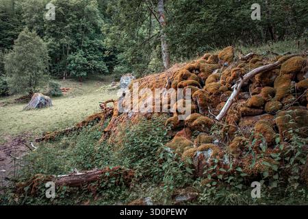 Stumps and rocks in the forest, covered with moss, lichen, and old dry branches. Stock Photo