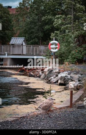 A seagull walking along a rocky shoreline near a body of water, with a wooden dock and a life preserver visible in the background, surrounded by trees. Stock Photo