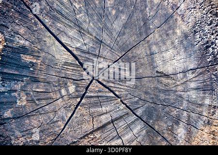 Extreme close-up of a weathered, grey log end showing deep radial cracks and rough texture. Stock Photo