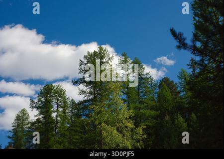Tall Pine Trees Reach Toward The Bright Blue Sky In A Tranquil Forest Scene Today. Evergreen stretch upward beneath a clear blue sky with white cloud Stock Photo