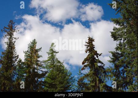 Tall Pine Trees Reach Toward The Bright Blue Sky In A Tranquil Forest Scene Today. Evergreen stretch upward beneath a clear blue sky with white cloud Stock Photo