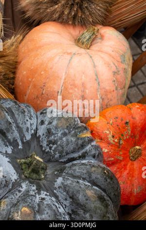 Various of colored pumpkins fruit in wooden container. Harvest holiday. Ripe pumpkins and a bunch of rye ears. Close-up. Stock Photo