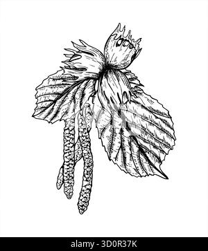 Hazel branch vector isolated illustration painted by black inks. Male catkins blossom, ripening nuts, leaves on tree etching drawing. Stock Vector
