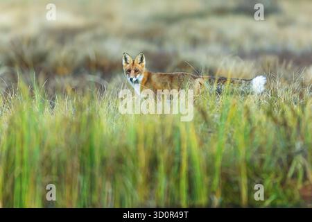 A red fox (Vulpes vulpes) stands alert in the tall grass of a northern meadow, watching its surroundings carefully. Stock Photo