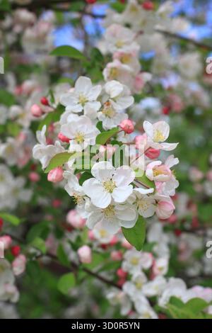 Blossom of Malus Evereste, an ornamental crab apple tree, in spring. Stock Photo
