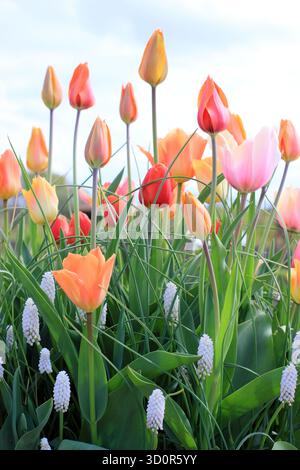 Tulip display in pot container. Tulipa and Muscari in a pot. Mixed pastel hued tulips underplanted with Muscari White Spear grape hyacinths in spring. Stock Photo