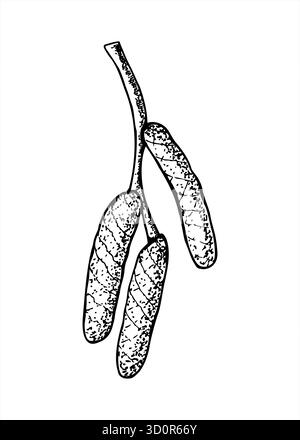 Three close catkins on branch vector illustration painted by black inks. Blossom of Hazel, Alder, Birch or Aspen tree etching drawing. Stock Vector